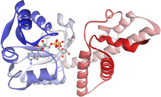 3-hydroxyisobutyrate dehydrogenase