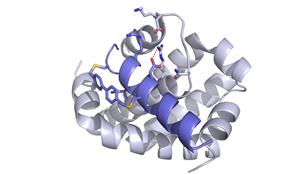 Mouse MCL-1 with stapled peptide inhibitor (NOXA-B)