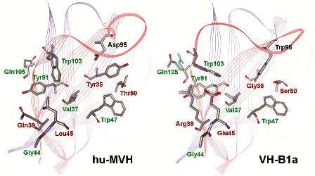 anti-cMet Single Domain